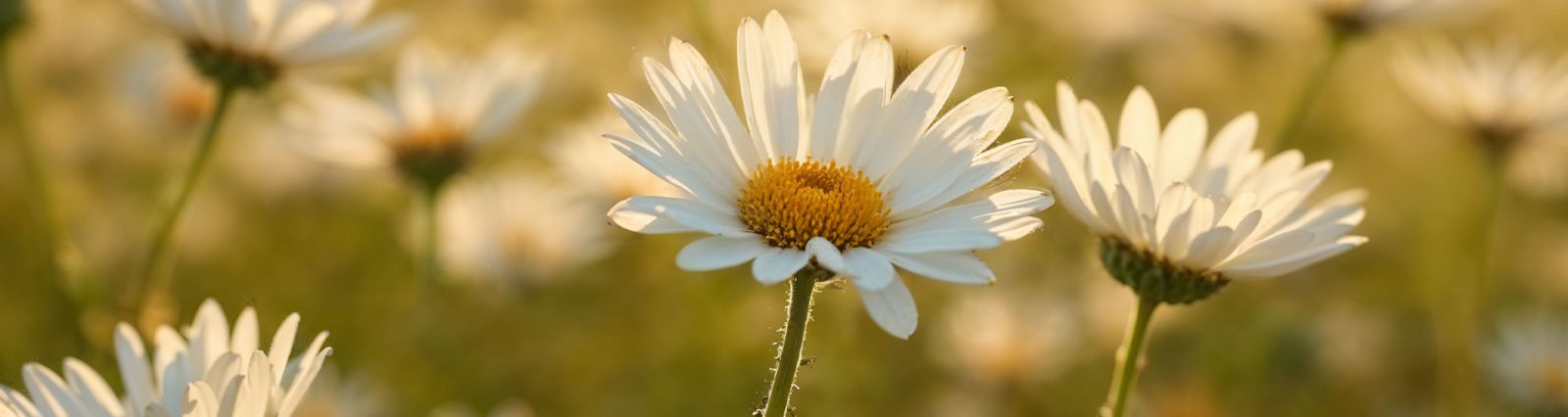 Ramadan Campaign 2026 - Let Hope Bloom